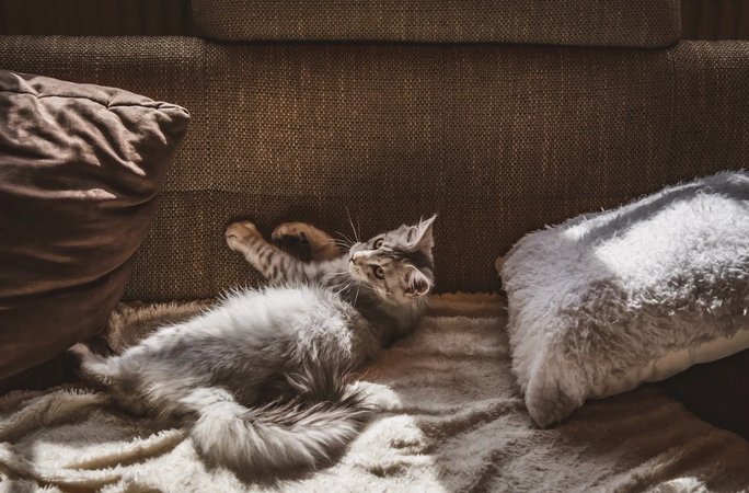 chat sur un canapé