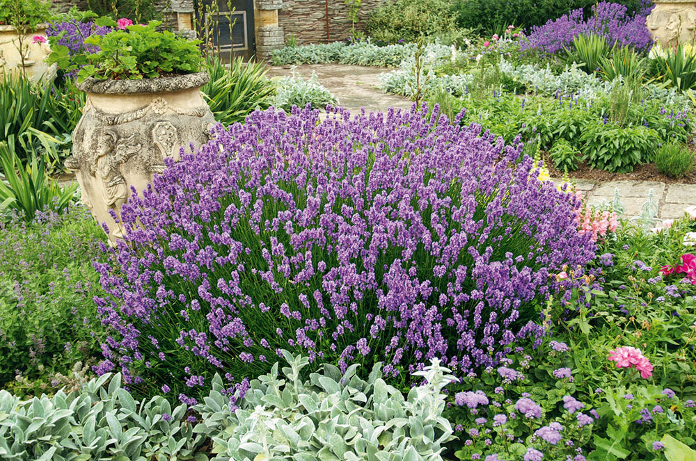 Plantes résistantes à la chaleur : les essentielles pour votre jardin en été