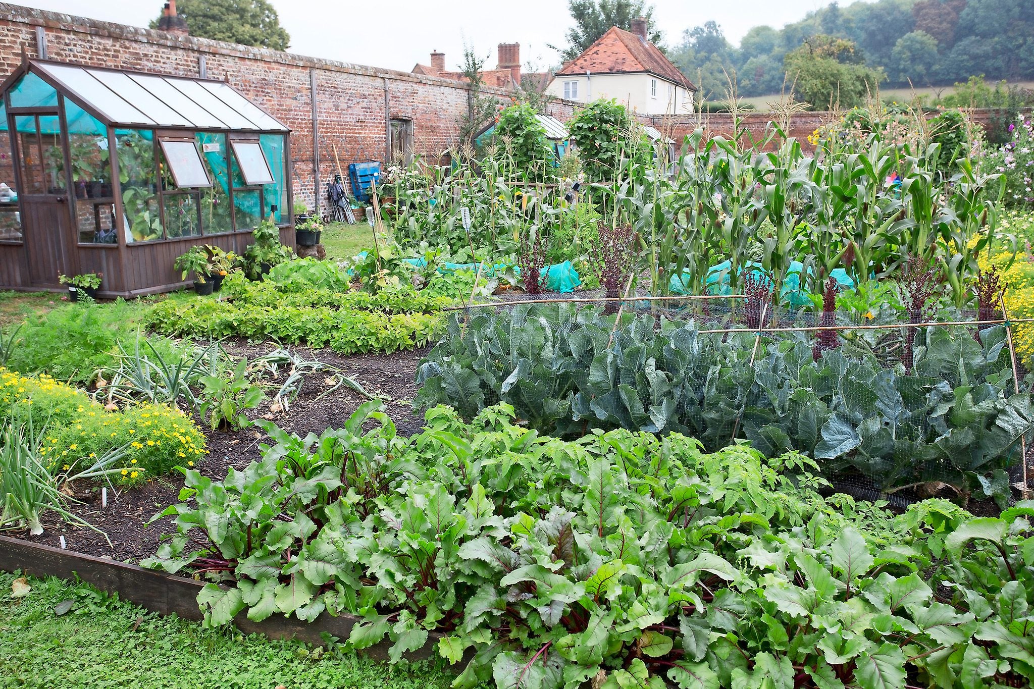 Jardinage : peut-on encore planter des légumes en juillet au potager ?
