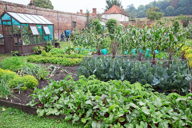 Créer un potager d'été productif : légumes et herbes à cultiver
