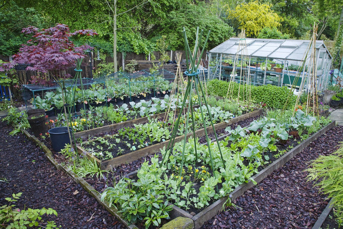 Entretenir son jardin au printemps : conseils pratiques et sélection de plantes et légumes à planter